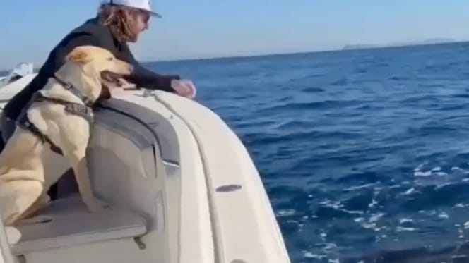 Perro se asoma al borde del barco