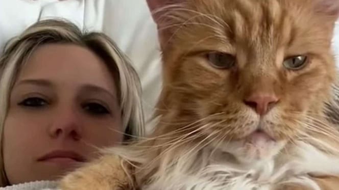 Finn, de Maine Coon zo groot als een 9-jarige