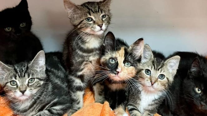 five rescue kittens