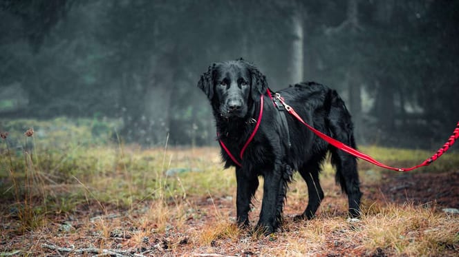 Flat-Coated Retriever