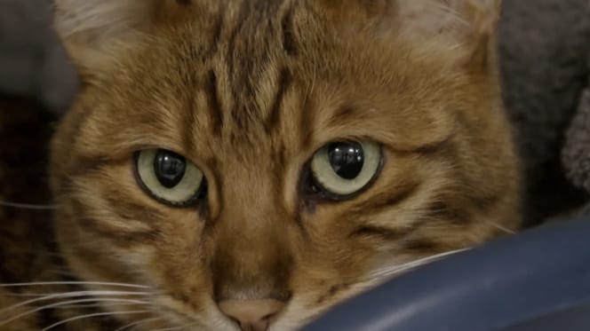 Floki de kat is na 1 jaar weer gevonden in Amsterdam maar baasjes zitten nog vast in Australië