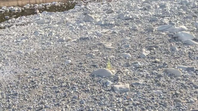 Flussbett mit weißen Kieseln