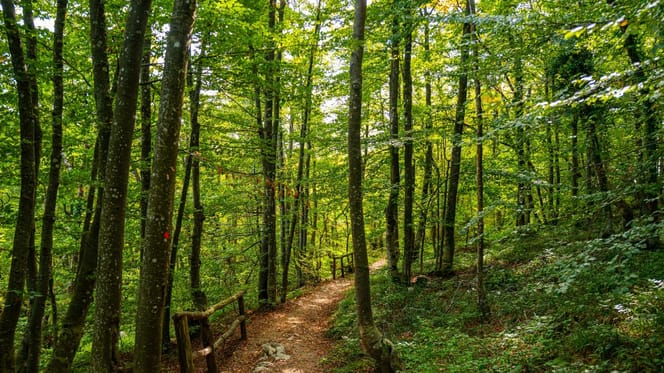 Wald