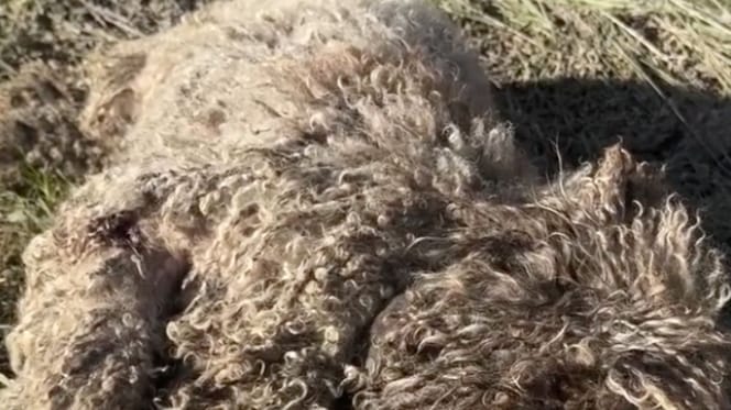 Languit liggende gedaante op de grond