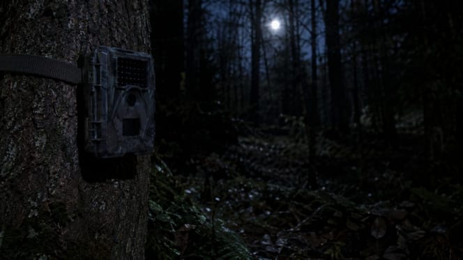 Fotofalle im Wald