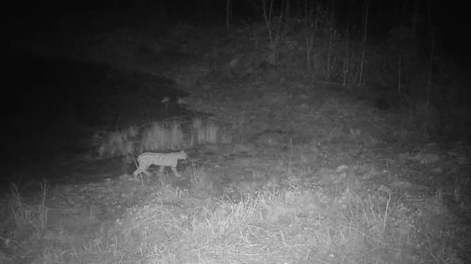 Fotofallen-Bild eines Luches