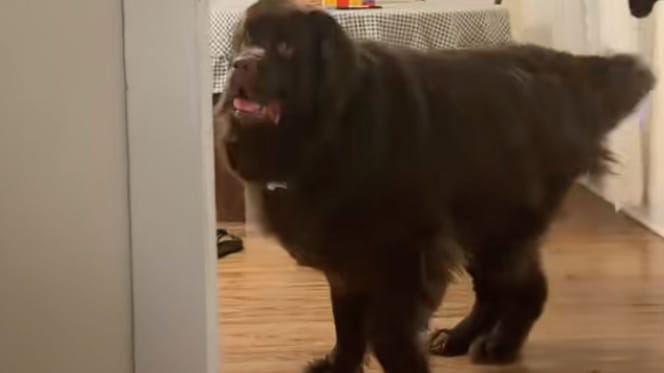 Frankie la chienne