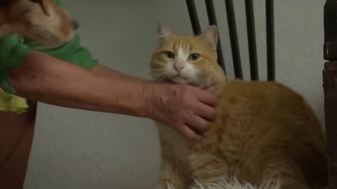 Franse Kater Remi moet binnen blijven vanwege het plassen in tuin van buren