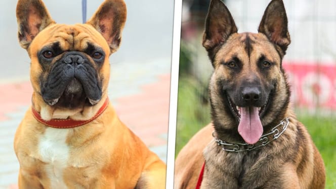 Bulldog francés y malinois