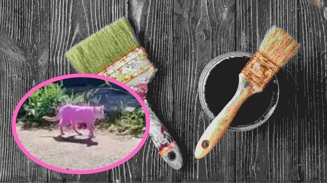 Frau färbt Katze mit Beize pink
