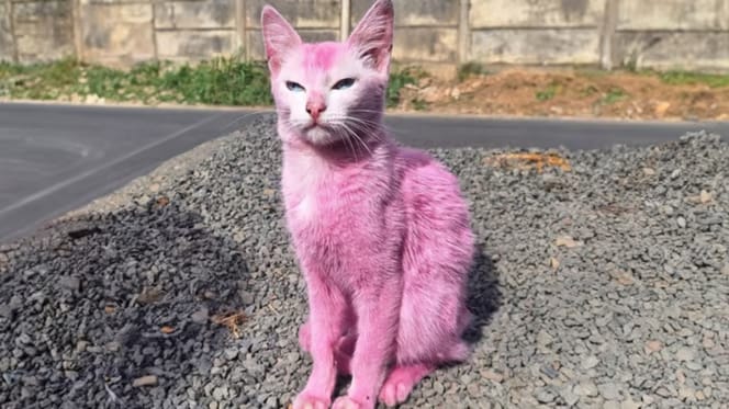 Frau färbt Katze mit Beize pink