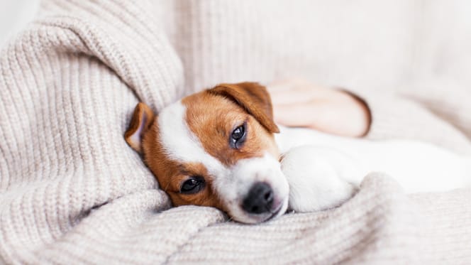 Frau hält kranken Hund im Arm