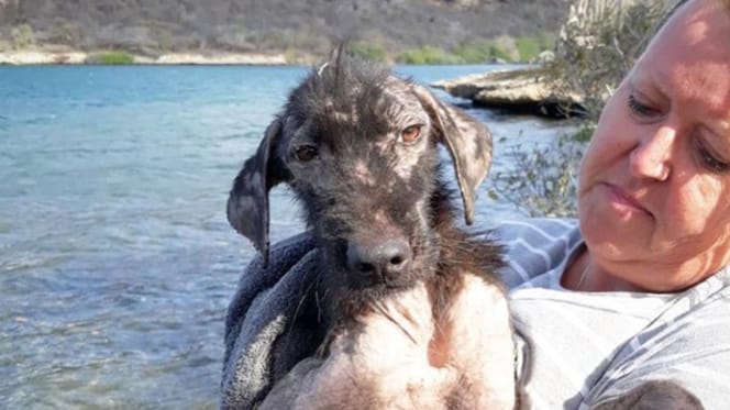 Frau hält räudigen Straßenhund