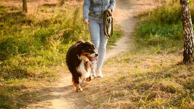 Frau macht mit Hund Spaziergang