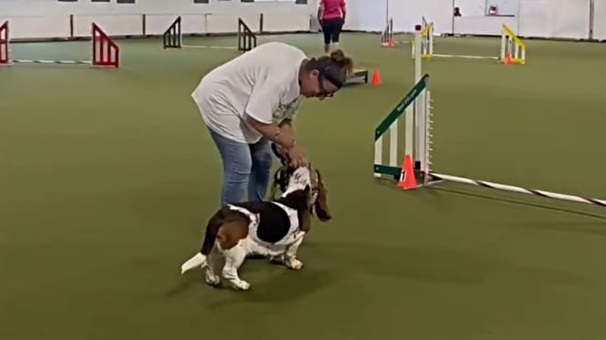 Frau mit Basset beim Agility-Turnier
