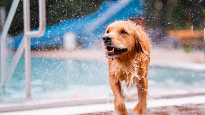 Frau und Hund im Schwimmbad