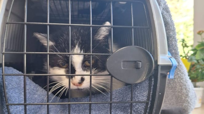 Frau will einen Anruf machen