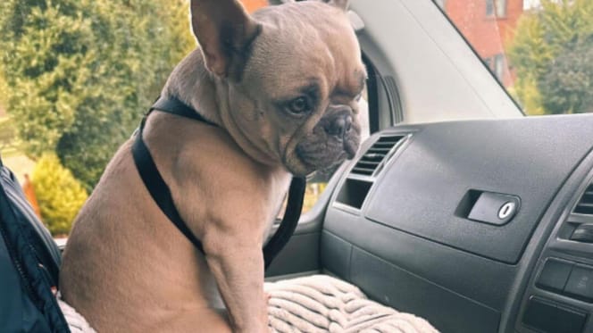 Bulldog francés sentado en el regazo en el coche