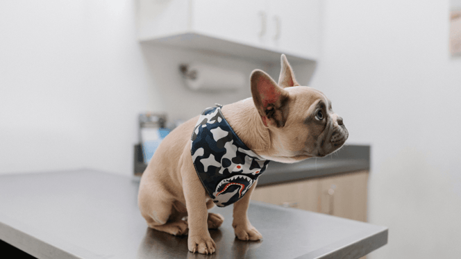 French Bulldog sitting on table at vet clinic