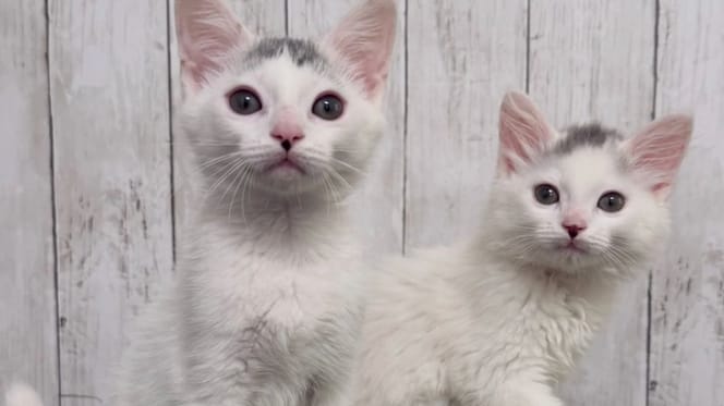 Fratelli gattini