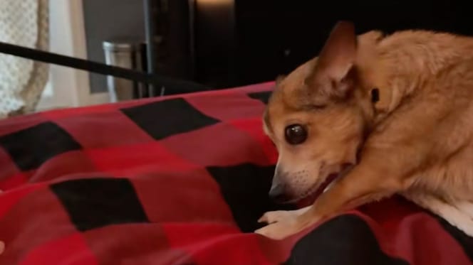 Die Hündin Fresh