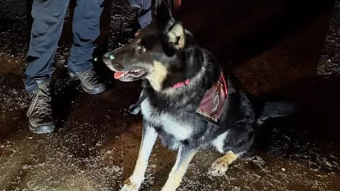 Freyja, rescue dog
