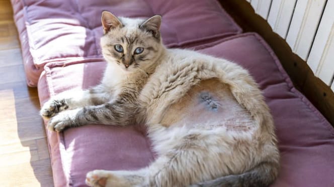Spayed cat lying on a cushion