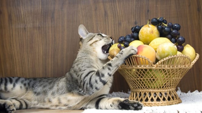 frutas de otoño que pueden comer gatos y perros