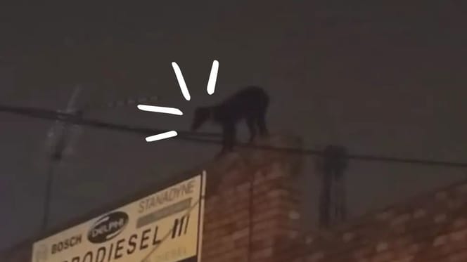 galgo-sobre-un-tejado-industrial-en-segovia