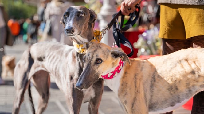 Galgos in der Fußgängerzone