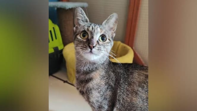 gata-fany-adopcion-valladolid