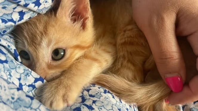 gatito-naranja-adopcion