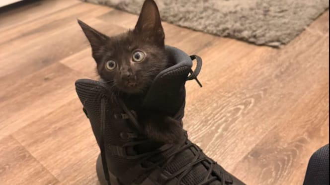 Gatito y policía