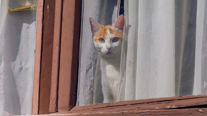 Katze-schaut-aus-Fenster-Santa-Cruz-Teneriffa