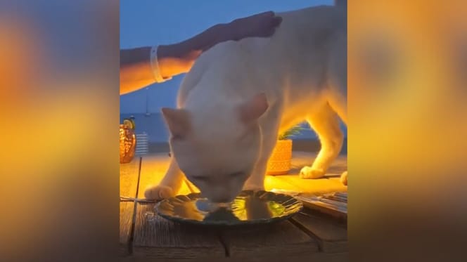 gato-callejero-rescatado-en-ibiza