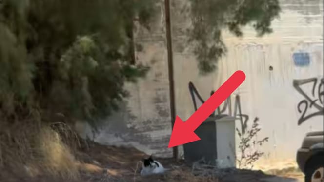 gato Chonkus Maximus en Chania