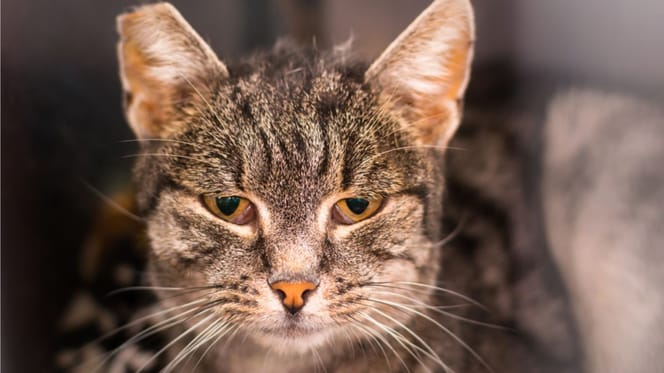 gato-con-vif