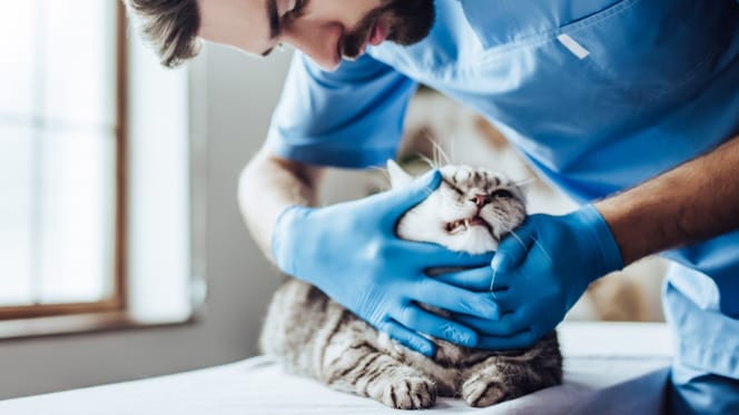 gatto dal veterinario