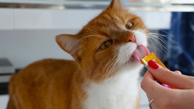 gato-lamiendo-snack-liquido-para-gatos