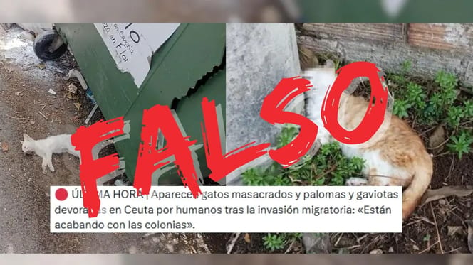 gato-muertos-en-ceuta-falso