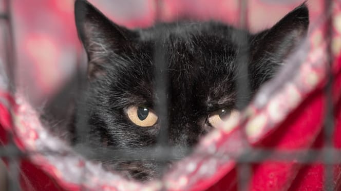gato-negro-jaula