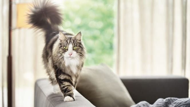 gato-Pro-Plan-LiveClear