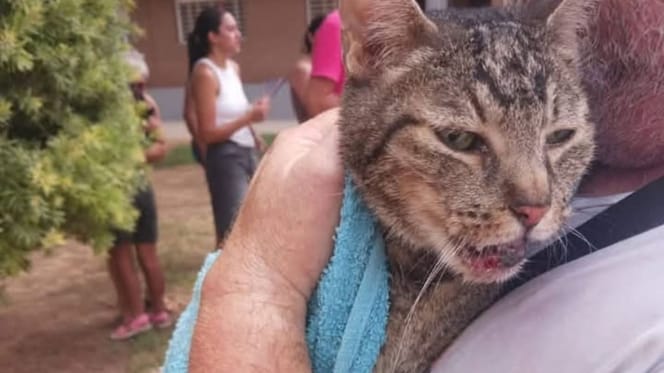 gato-rescatado-escombros-Benetusser