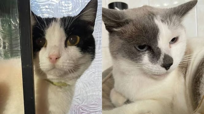 gatos-en-adopcion-hansel-gretel