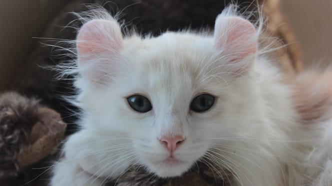 Gatti con le orecchie a ricciolo
