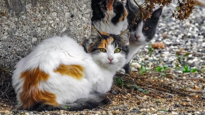 gatti in strada