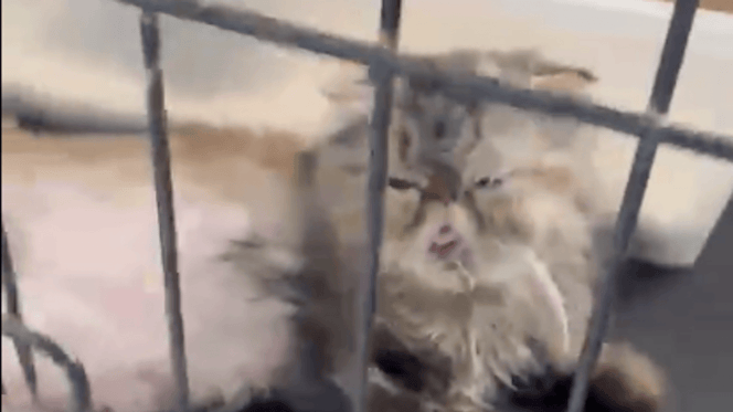 gatti nelle gabbie