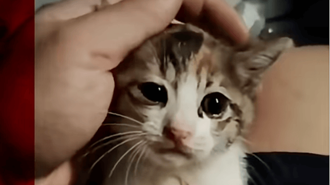 gattino tra le mani