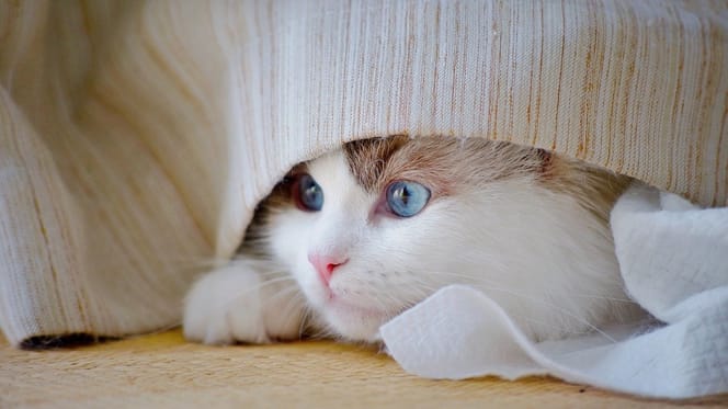 gatto