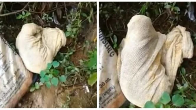 Chat abandonné et enfermé dans un sac